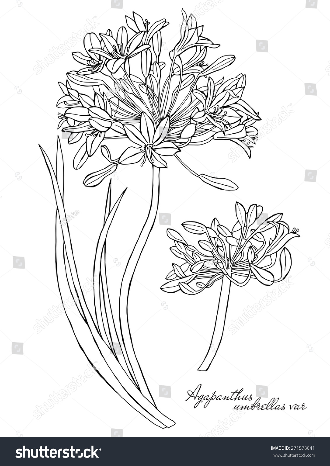 SVG of Botanical Agapanthus flowers set. Vector black and white illustration. svg