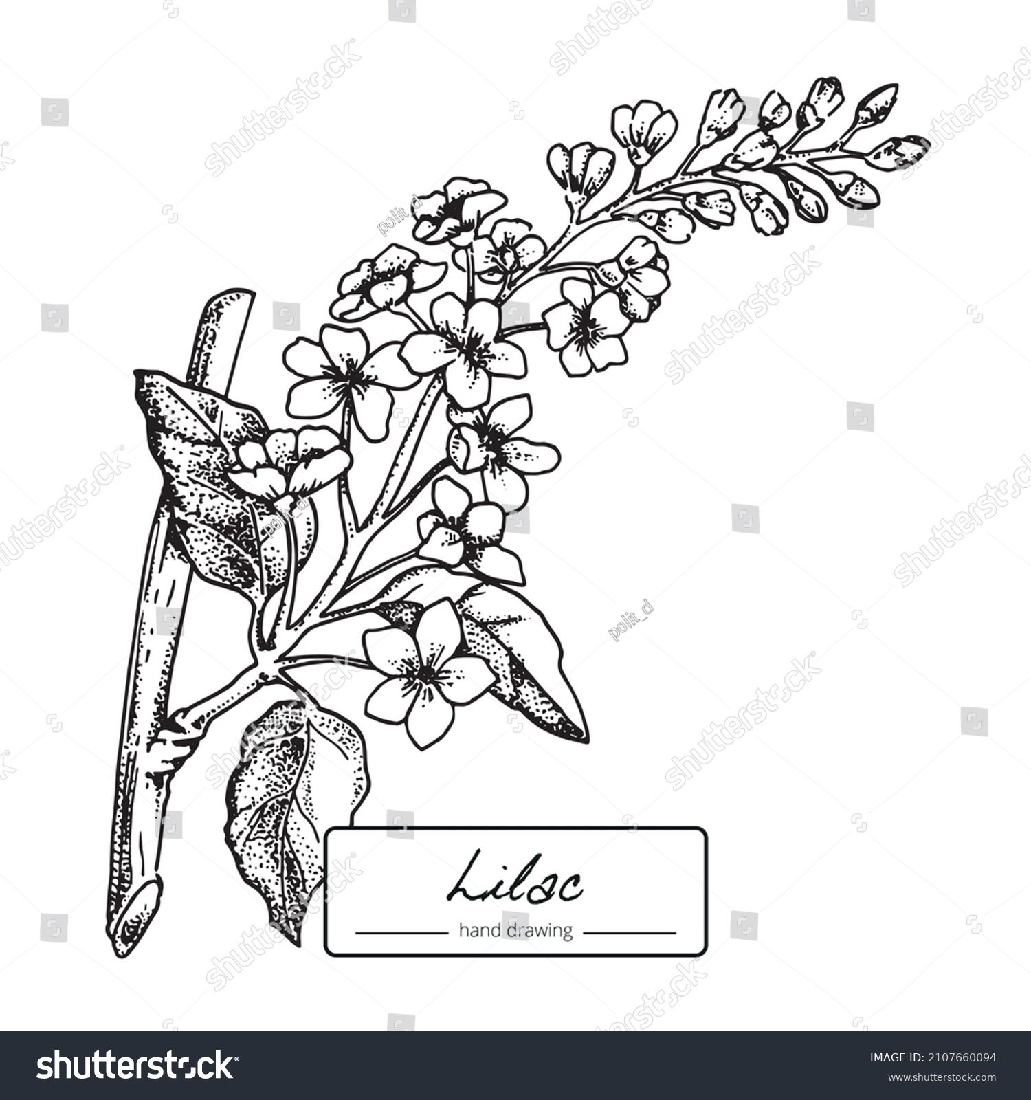 SVG of botanical flower lilac hand draw svg