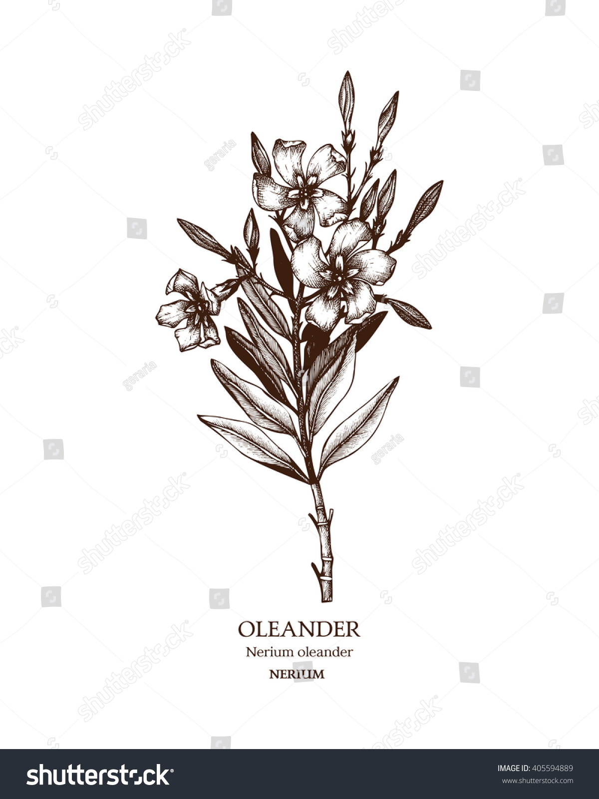 Botanical Illustration Oleander Vintage Hand Drawn Stock Vector ...