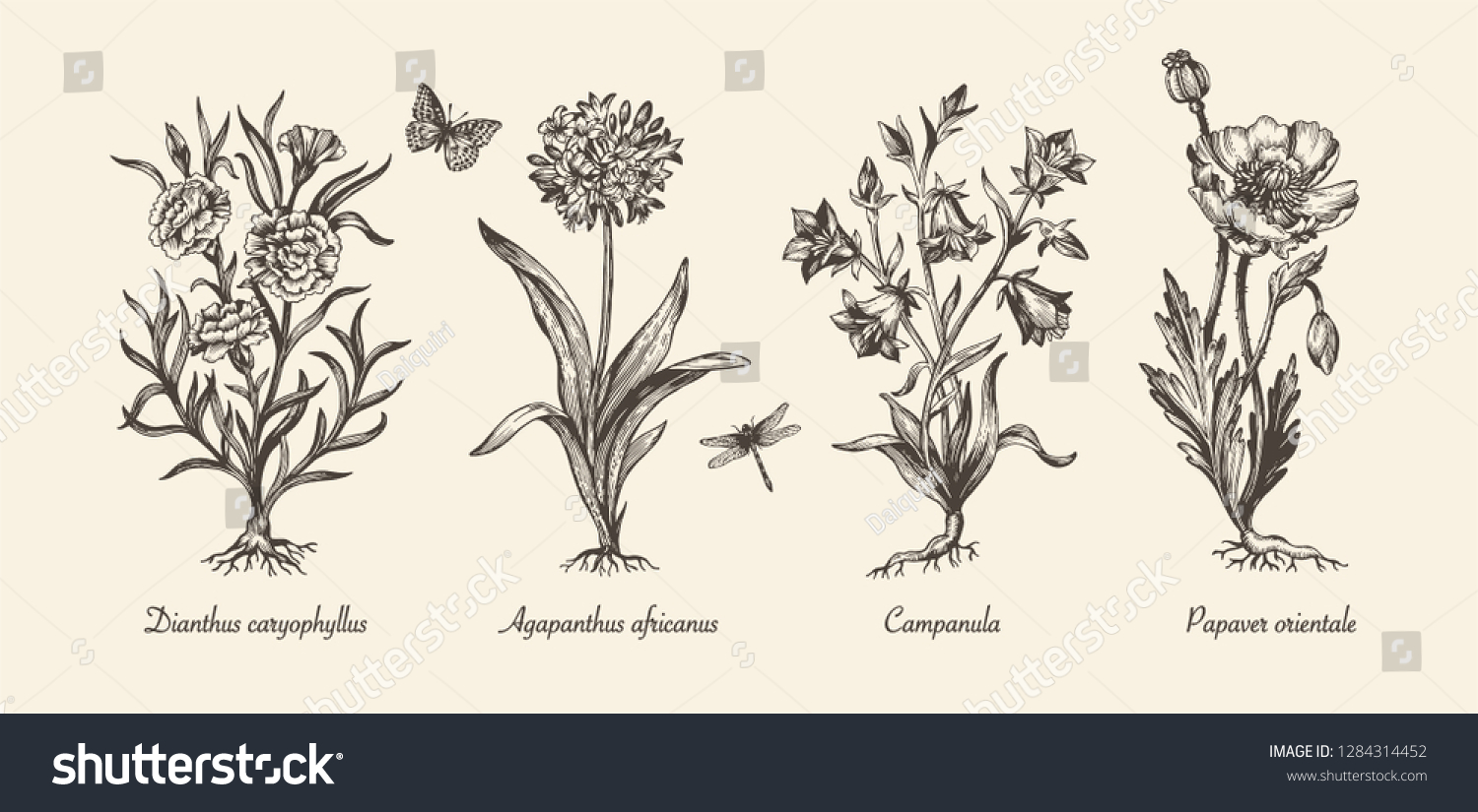 SVG of Botanical victorian illustration. Flower monochrome set. Engraved vintage style. Poppy, campanula, agapanthus and carnation. Vector isolated design on a white background.   svg
