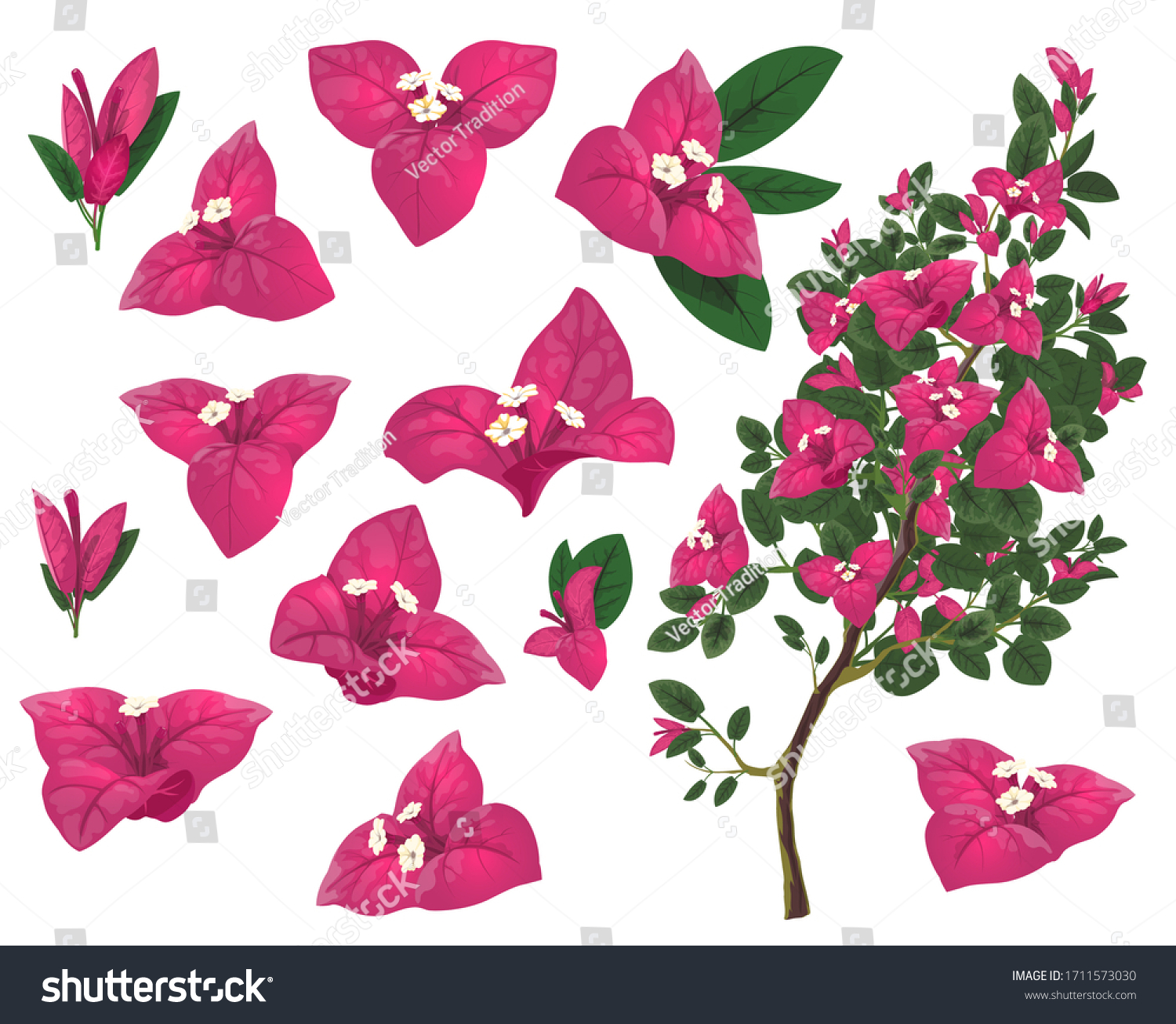 SVG of Bougainville plant of Mexico, isolated vector bougainvillea branch, pink flowers and green leaves. Exotic Mexican blossoms, evergreen plant growing in Peru and South America, realistic 3d icons set svg
