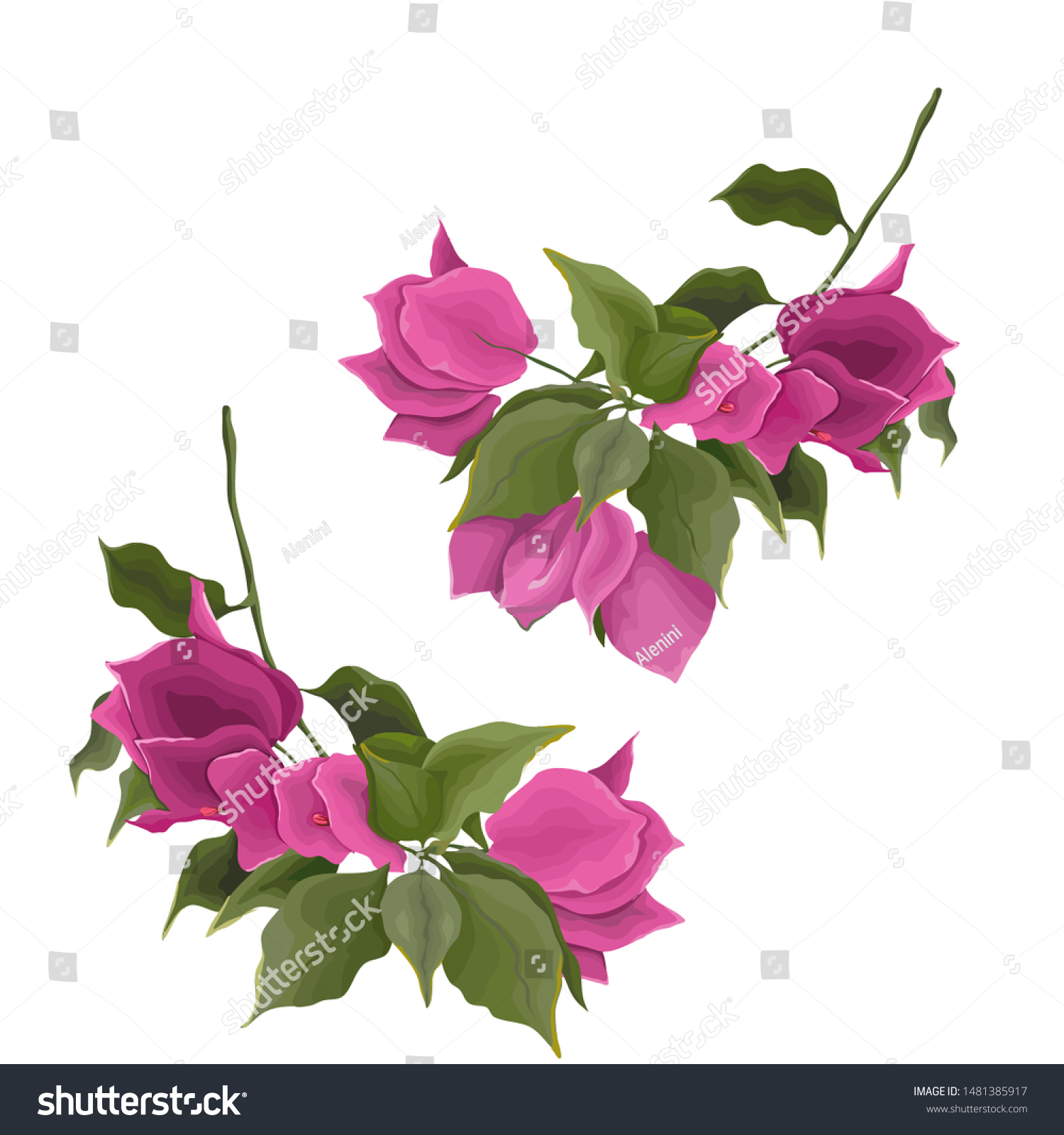 SVG of Bougainvillea flower branches. Flowers on a white background svg