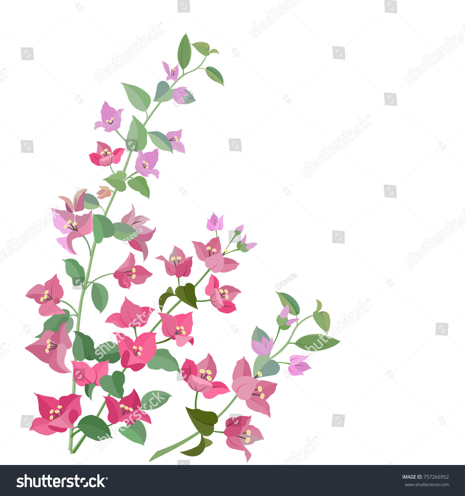 SVG of bougainvillea flowers isolate on white background. use for card svg