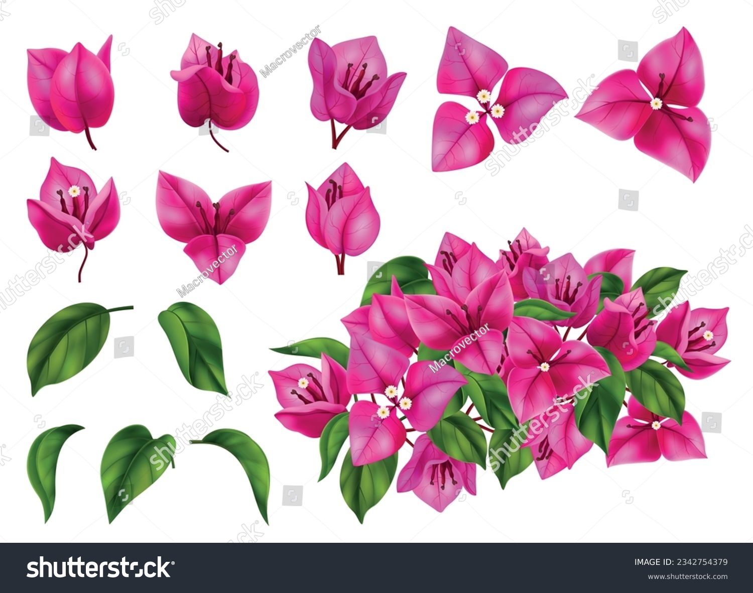 SVG of Bougainvillea flowers leaves and branches realistic set isolated at white background vector illustration svg