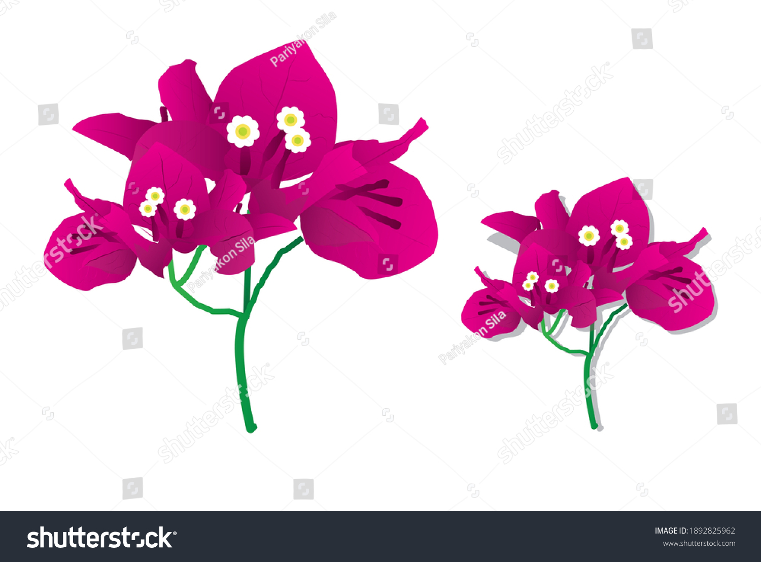 SVG of Bougainvillea flowers, purple flowers are ornamental plants that are commonly grown in houses or government offices. Because it is a tree that gives beautiful flowers svg
