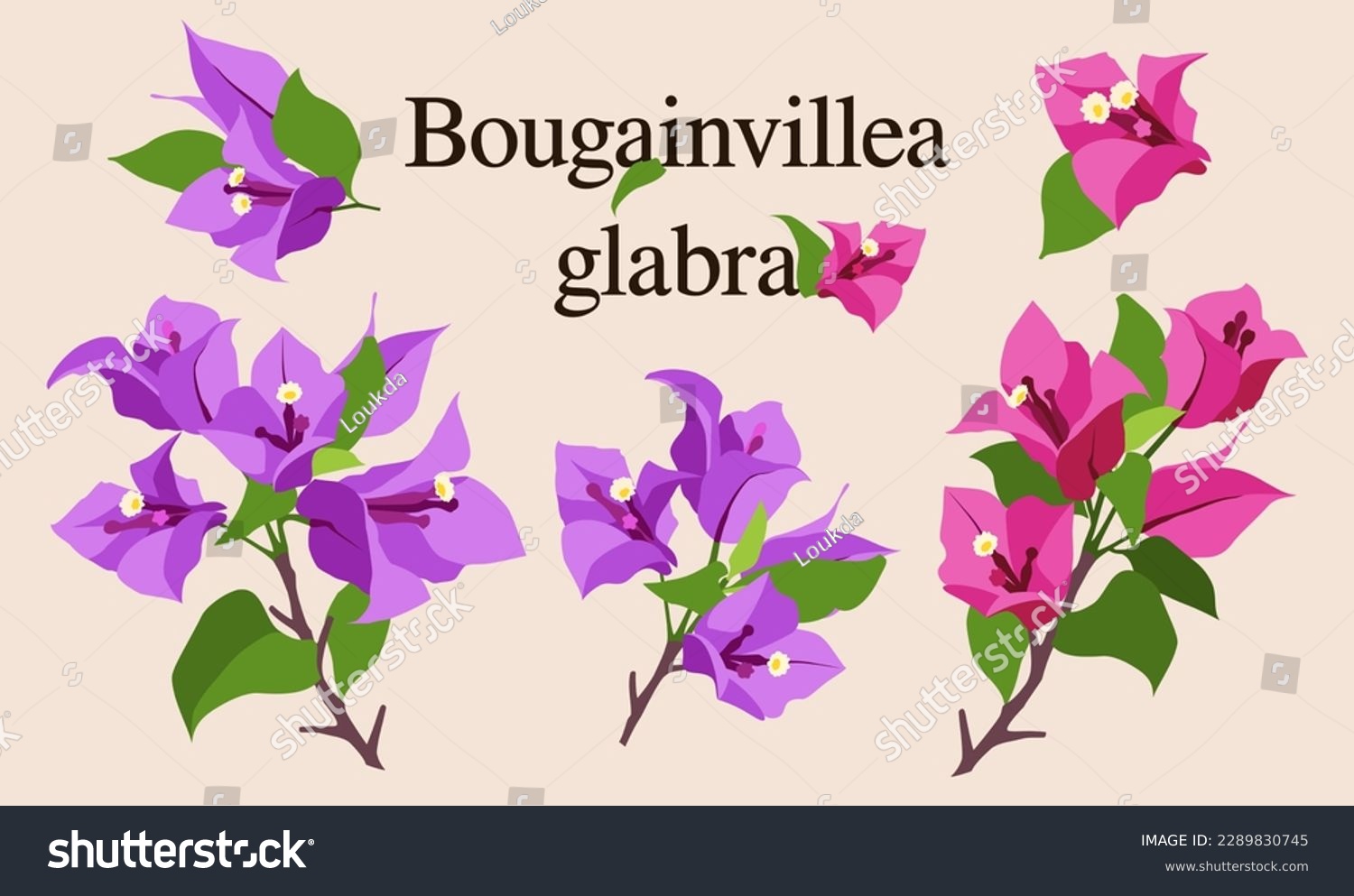 SVG of Bougainvillea Glabra Vector, Purple, Pink svg