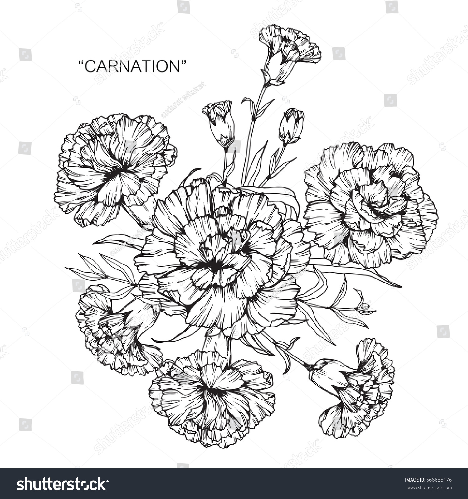 Bouquet Carnation Flowers Drawing Sketch Lineart Stock Vector (Royalty ...