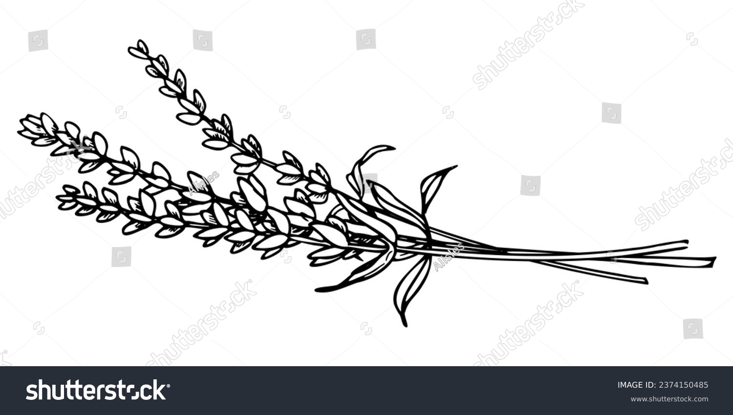 SVG of Bouquet of Lavender Flowers. Hand drawn vector illustration of Provence herbs on isolated background. Drawing for greeting cards or wedding invitations in line art style. Engraved floral sketch. svg