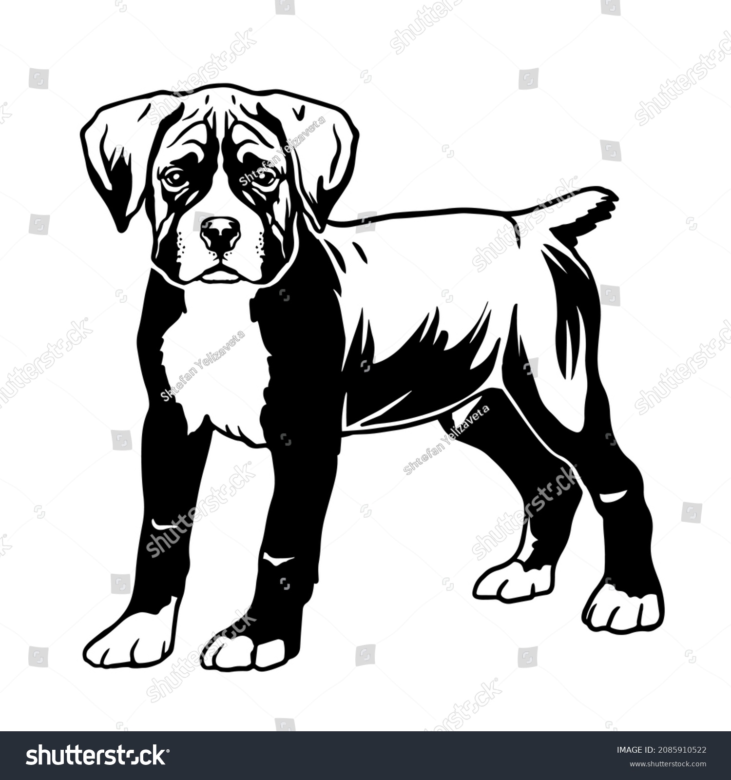 SVG of Boxer dog vector illustration. Standing boxer puppy svg . File for printing and cutting. Black and white clipart svg