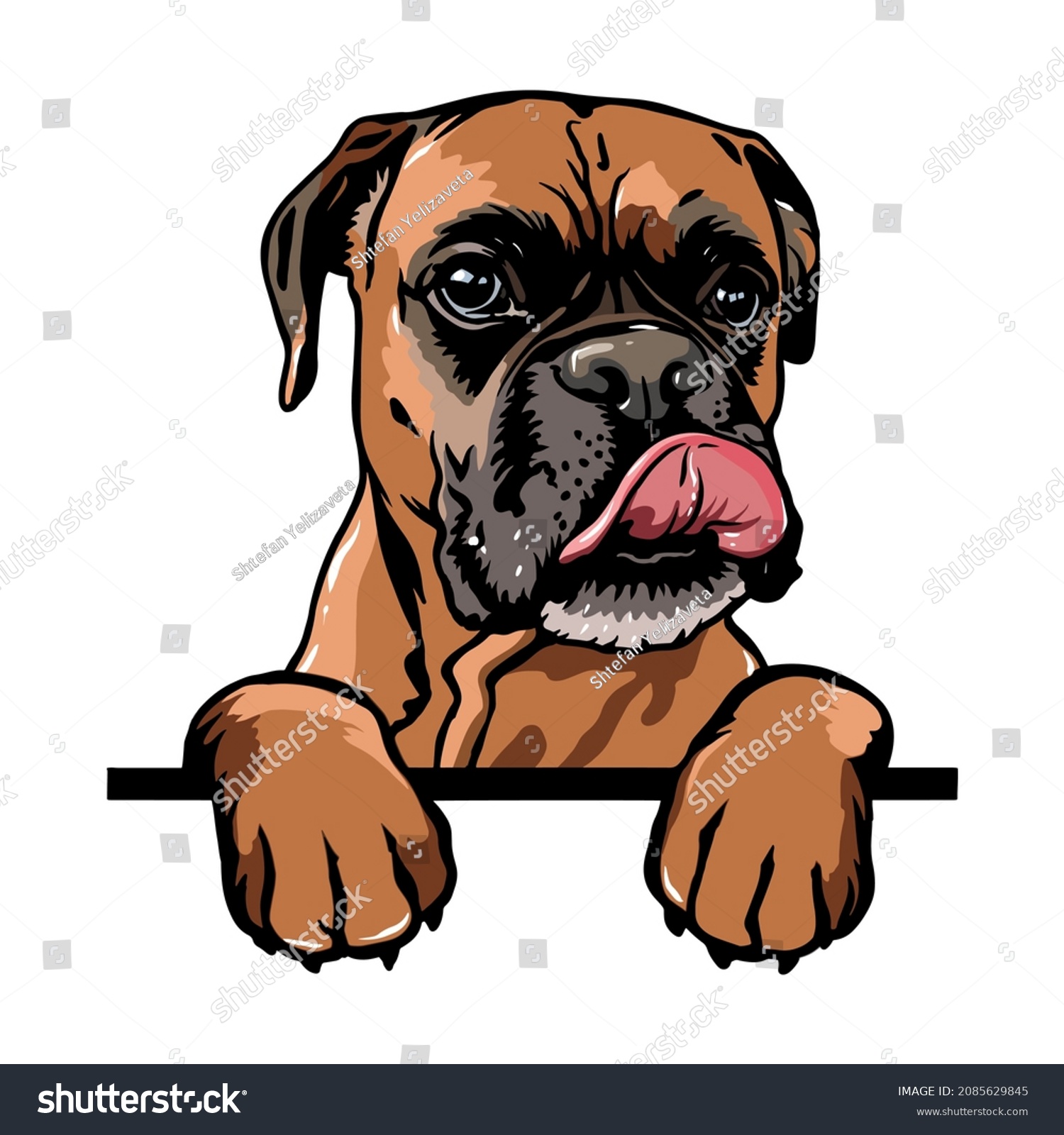 SVG of Boxer Peeking Dogs. Boxer dog breed. Color image of a dogs head isolated on a white background. The dog stuck out its tongue. svg