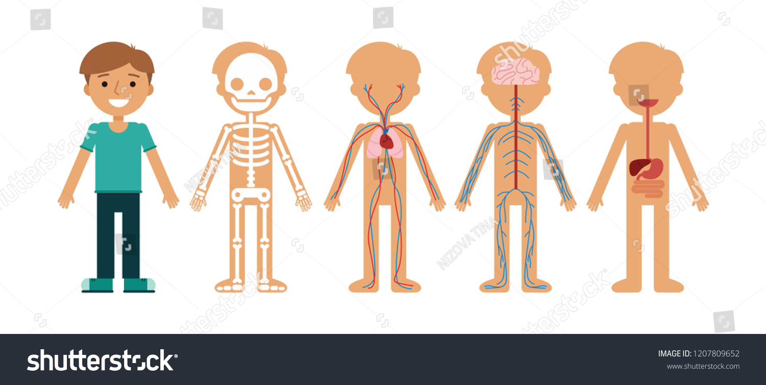 Boy Body Anatomy Vector Illustration Human Stock Vector (Royalty Free ...