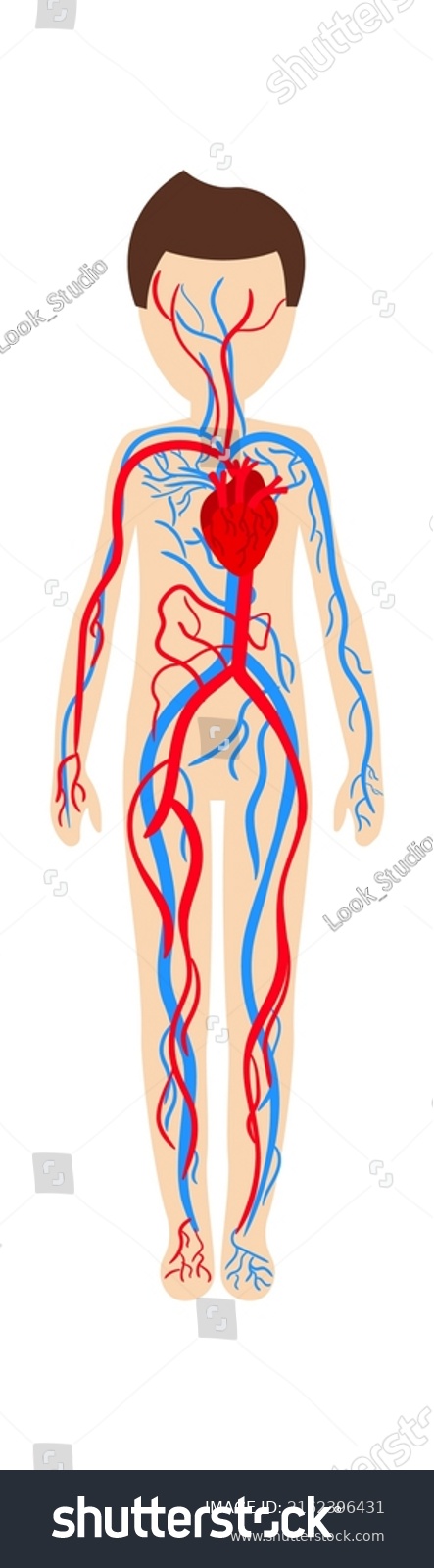 Boy Circulatory System Anatomy Vector Illustration Stock Vector ...