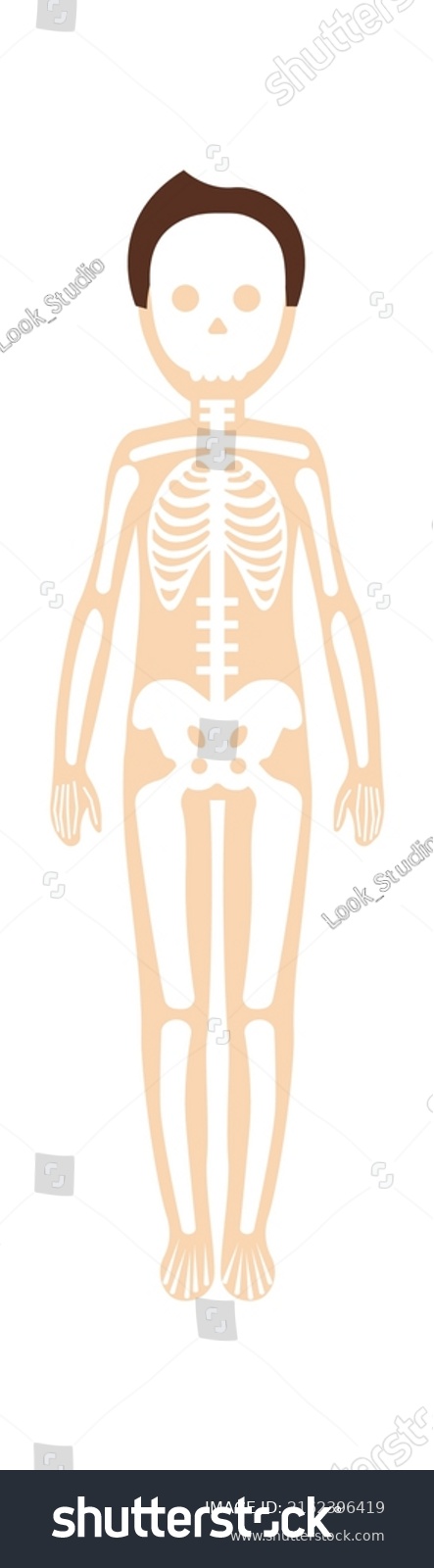 Boy Skeletal System Anatomy Vector Illustration Stock Vector (Royalty ...