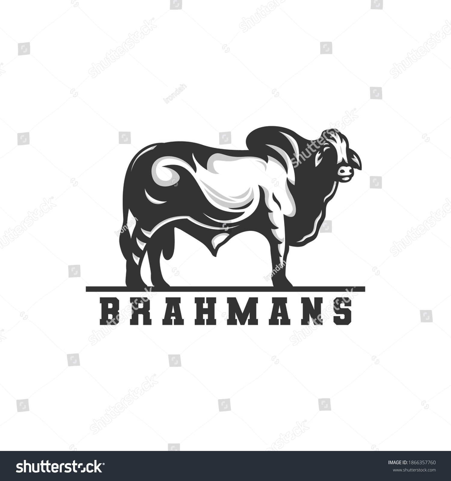 Toros De Carne Brahman Stock Vectors Images Vector Art Shutterstock