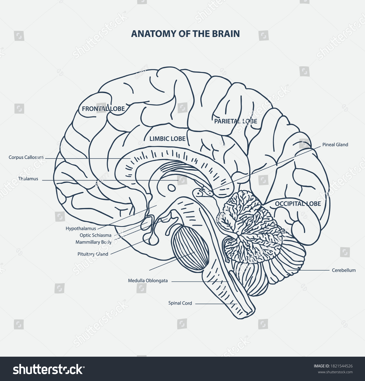 Brain Anataomy Line Illustration Vector Stock Vector (Royalty Free ...