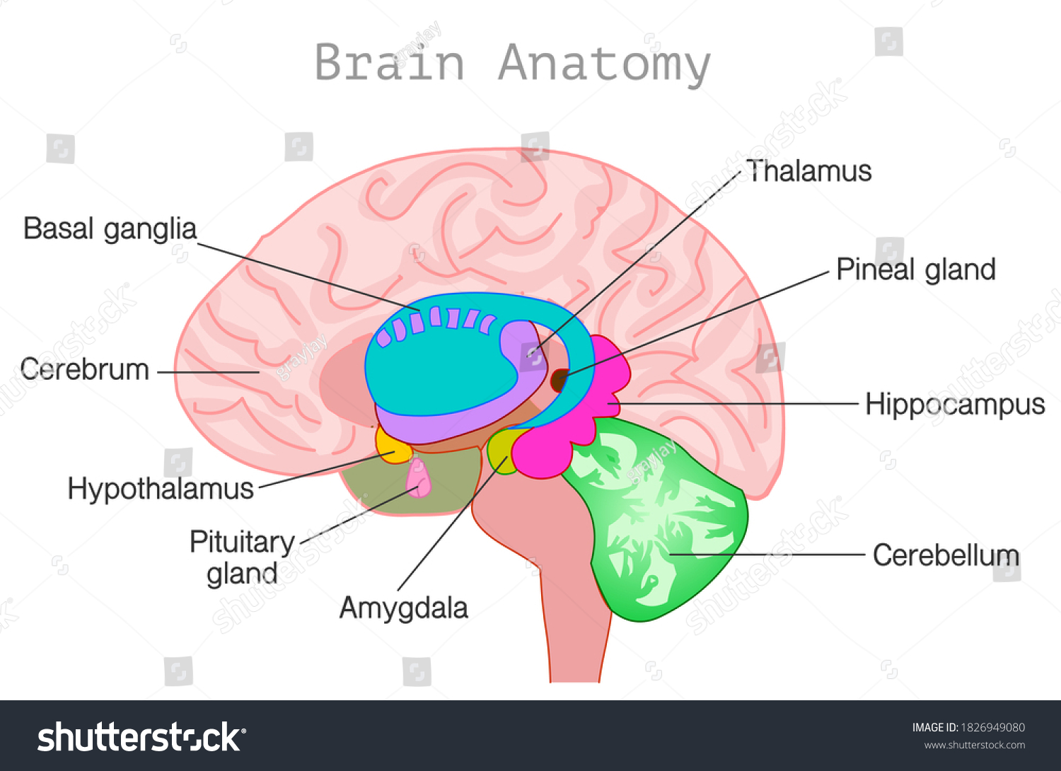 SVG of Brain anatomy. Autonomic nervous system diagram. Organ parts section, limbic system, basal ganglia, hypothalamus, cerebellum, pineal, pituitary gland, hypothalamus, ventricles. Vector illustration svg