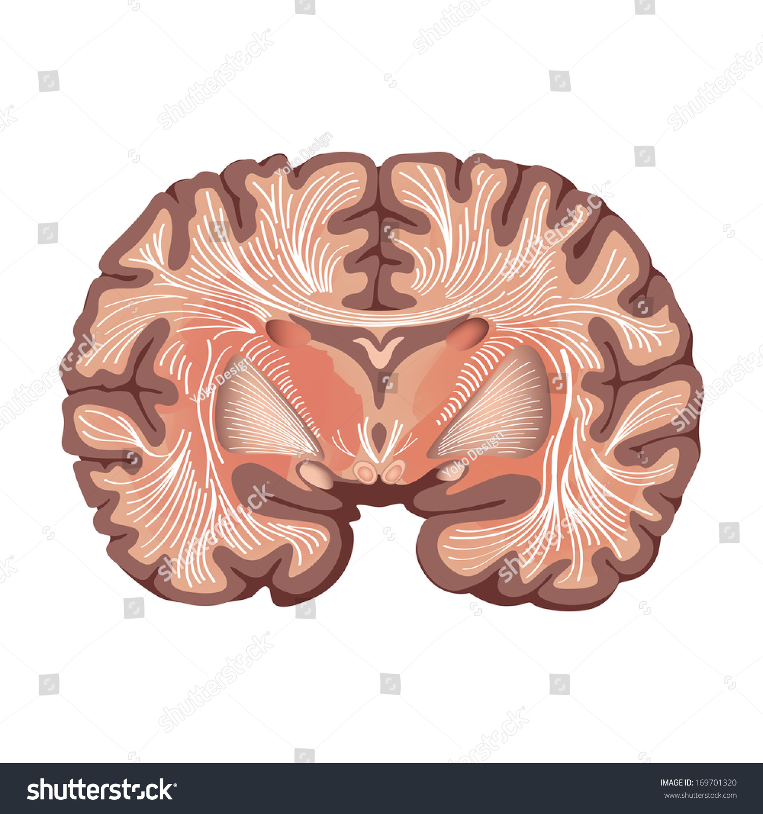 Brain Anatomy. Brain Showing The Basal Ganglia And Thalamic Nuclei ...