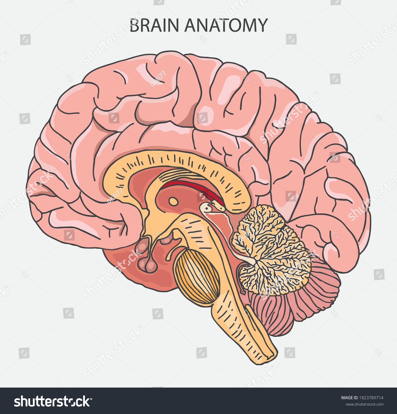 Brain Anatomy Median Section Illustration Vector Vector có sẵn miễn phí bản quyền