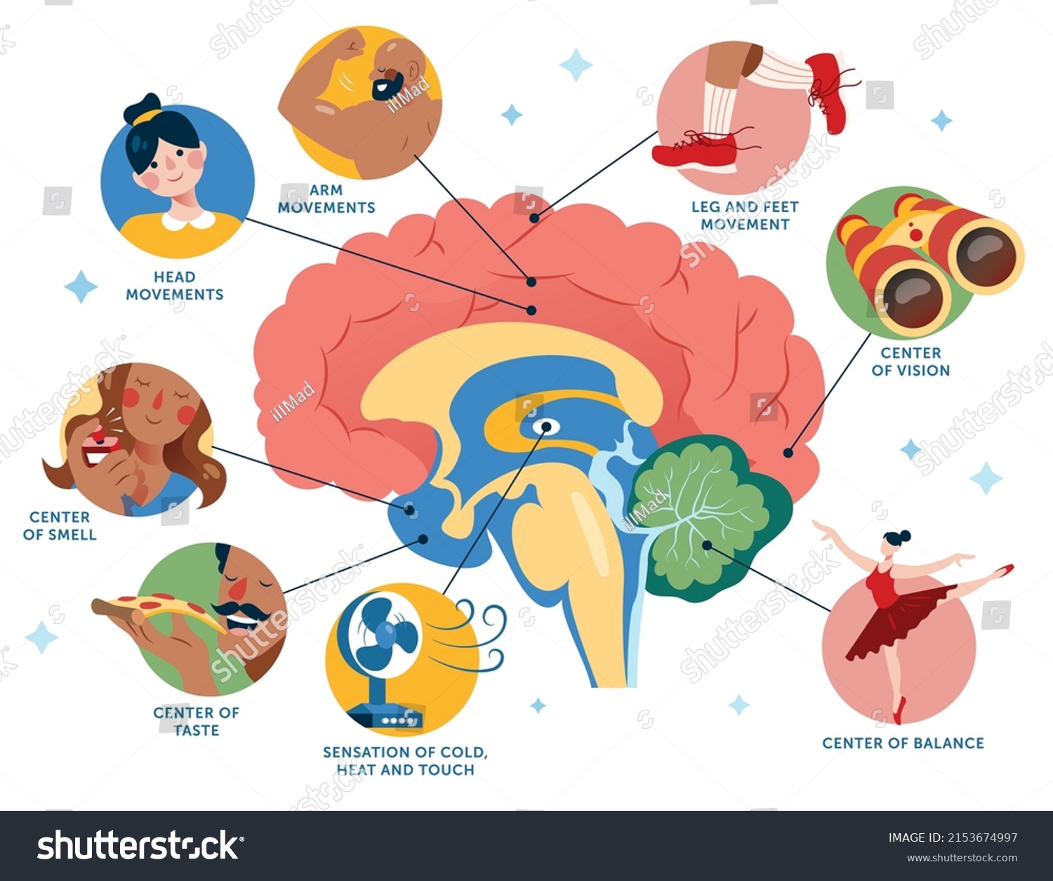 SVG of Brain Center of Functions Illustration. Functional areas of the human brain. svg