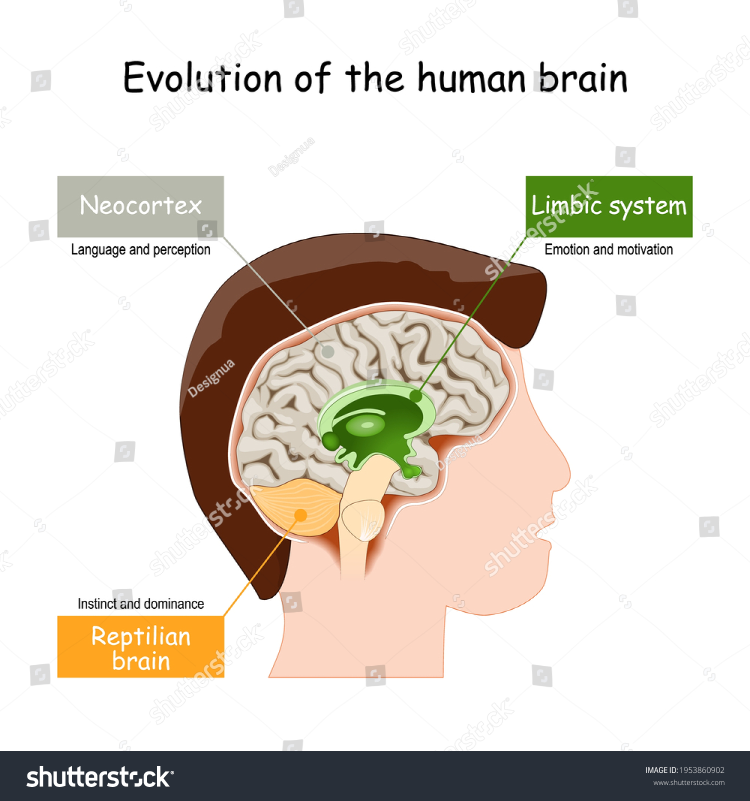 SVG of Brain Evolution from reptilian brain, to limbic system and neocortex. Vector illustration svg
