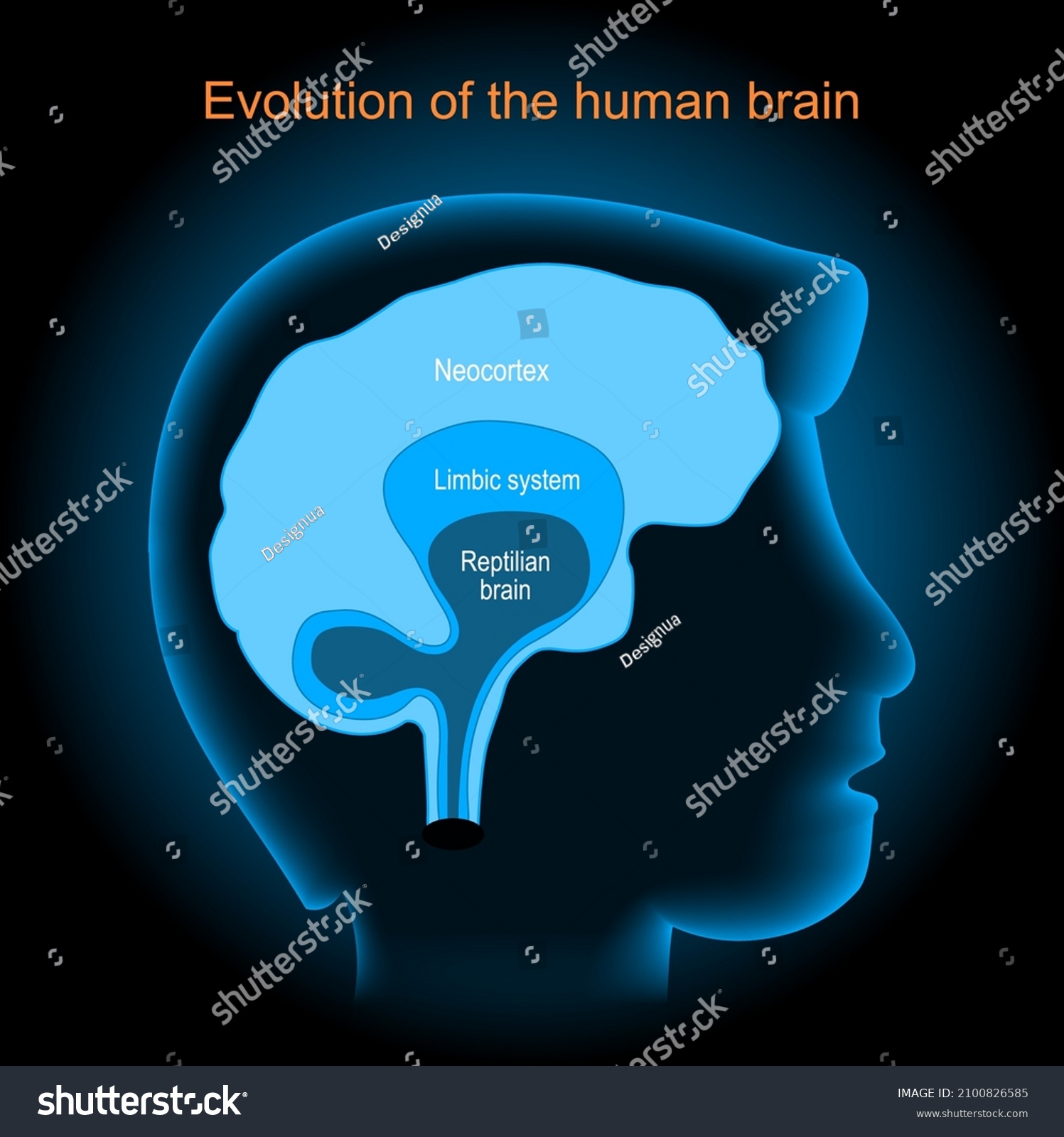 SVG of Brain evolution. Neocortex, Reptilian brain, and Limbic system. Human's head with brain on dark background. Vector poster svg