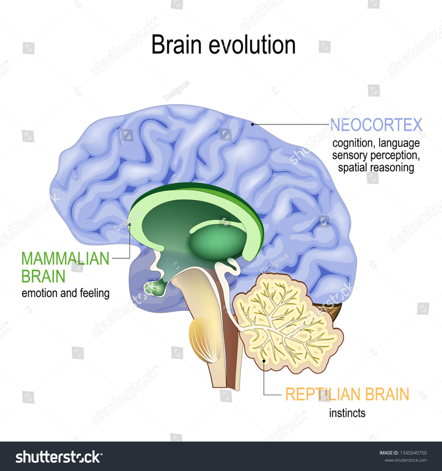 SVG of Brain evolution. Triune brain: Reptilian complex (basal ganglia for instinctual behaviours), mammalian brain (septum, amygdalae, hypothalamus, for feeling) and Neocortex (cognition, language) svg