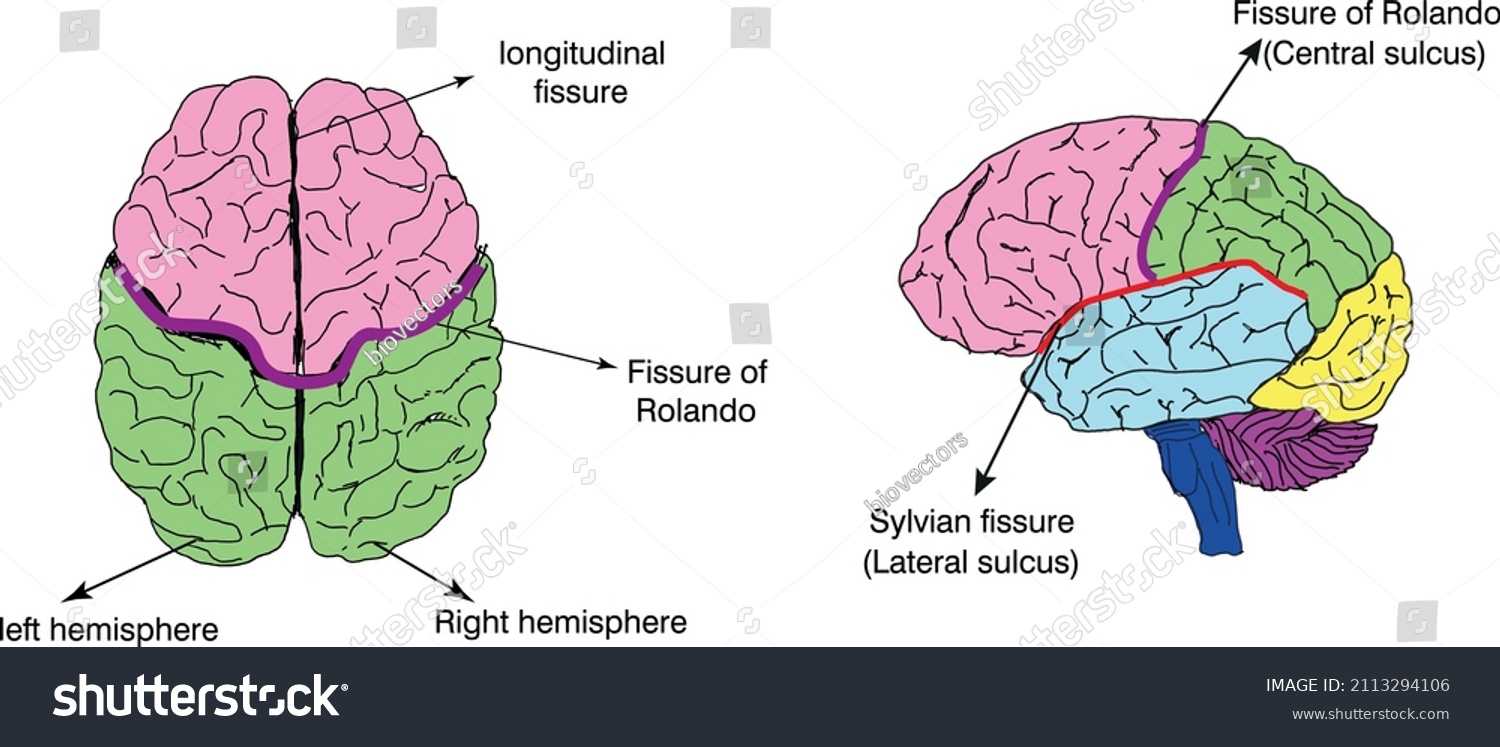 Brain Fissure Diagram Sylvian Rolandolongitudinal Sulcus Stock Vector ...