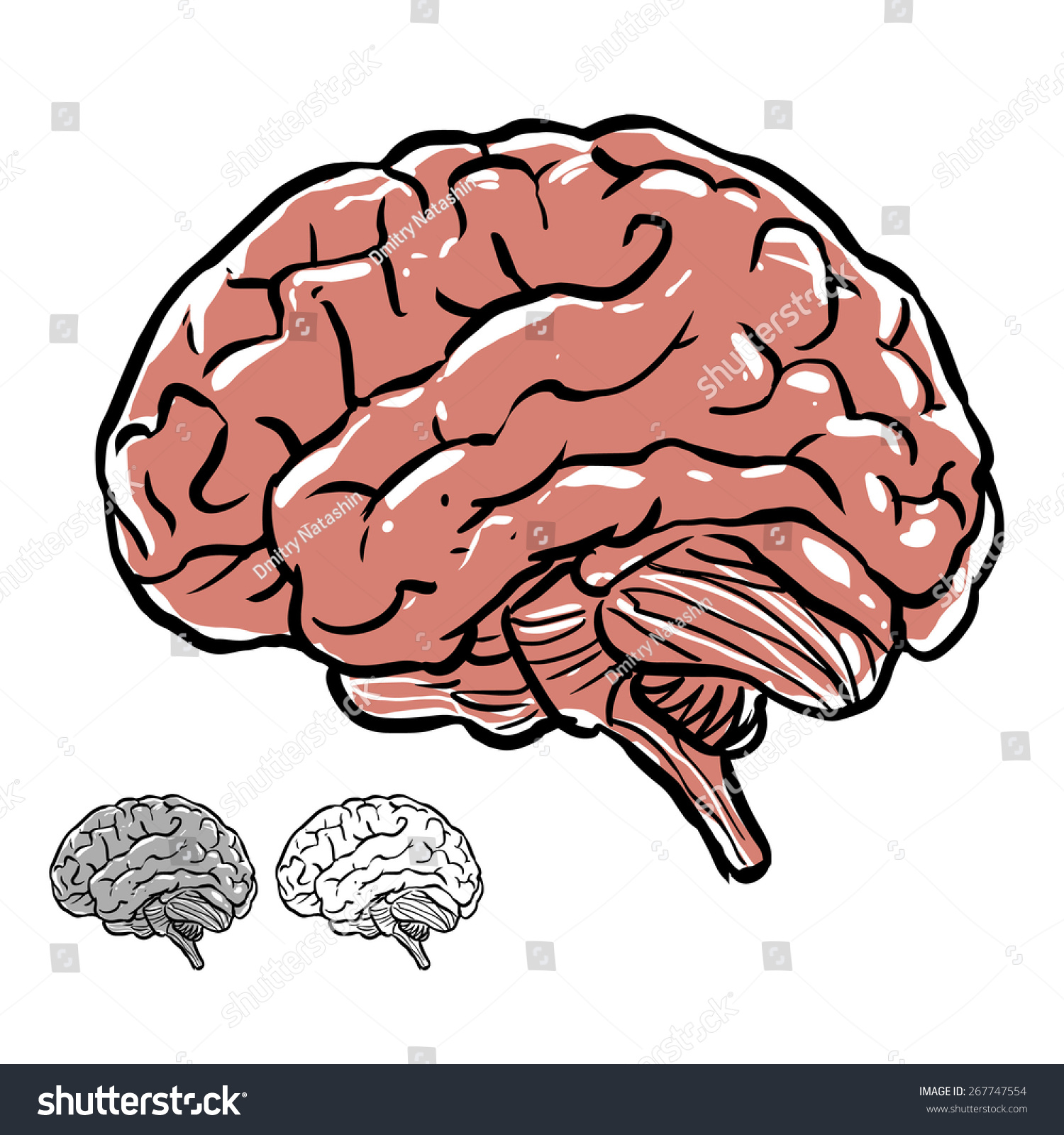  Brain Hand Drawn Illustration - 267747554 Shutterstock