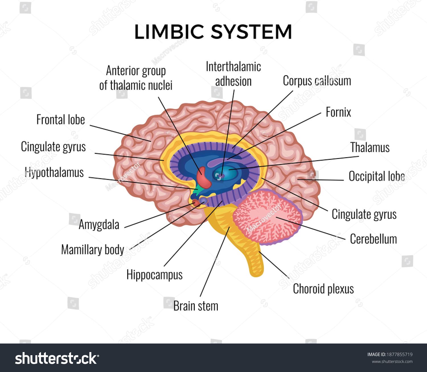 SVG of Brain in section anatomy infographics scheme illustrated different areas of limbic system with text description vector flat vector illustration svg