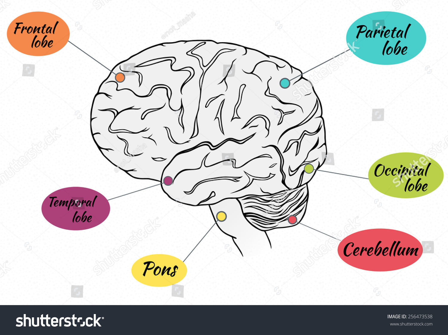 Brain Infographic Lobes Brain Hand Drawing