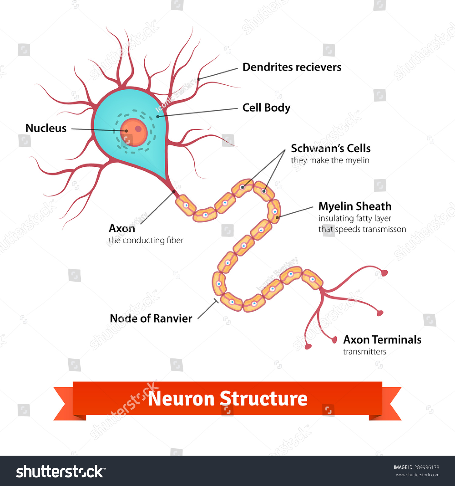 SVG of Brain neuron cell diagram. Vector illustration. svg