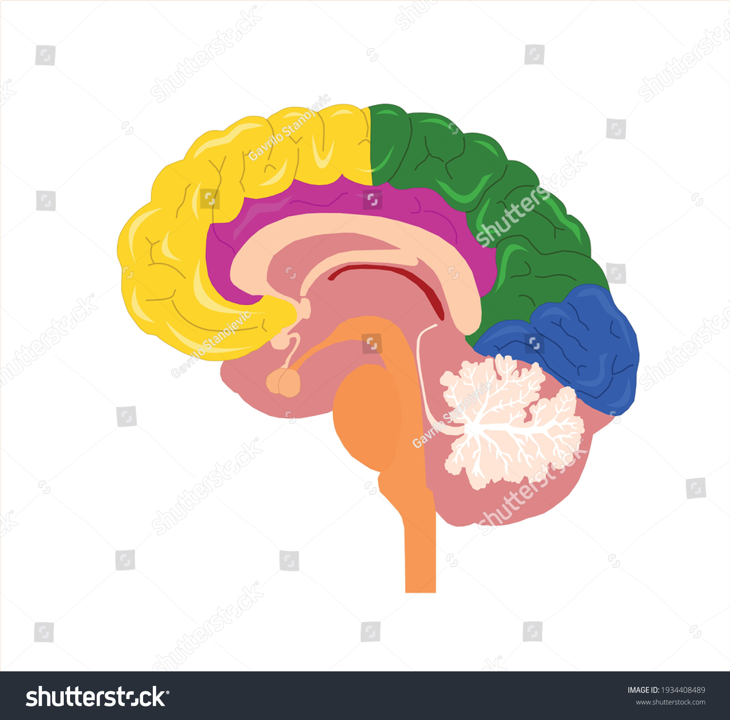 Brain Parts Brain Isolated On White Stock Vector (Royalty Free ...