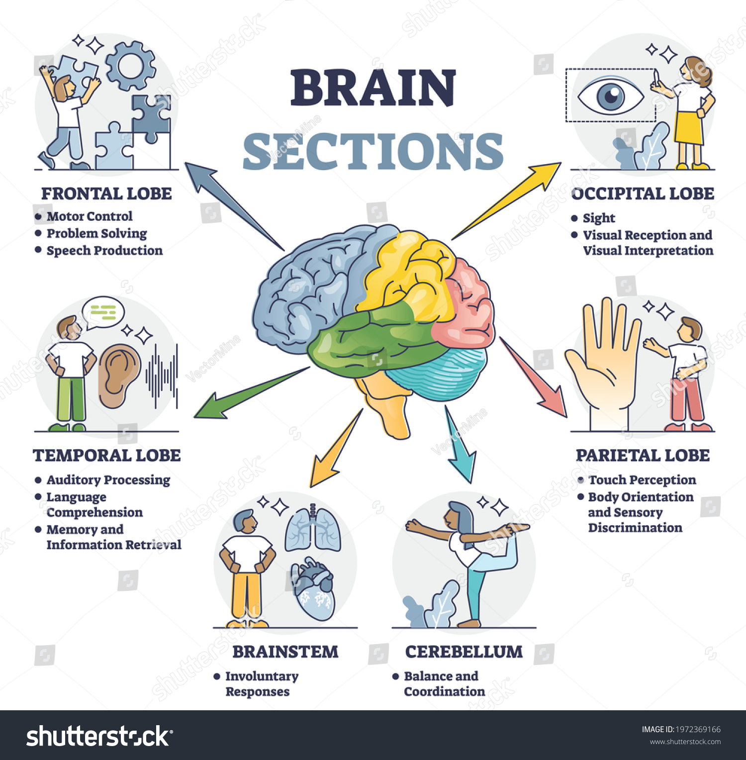 301 Brainstem function Images, Stock Photos & Vectors | Shutterstock