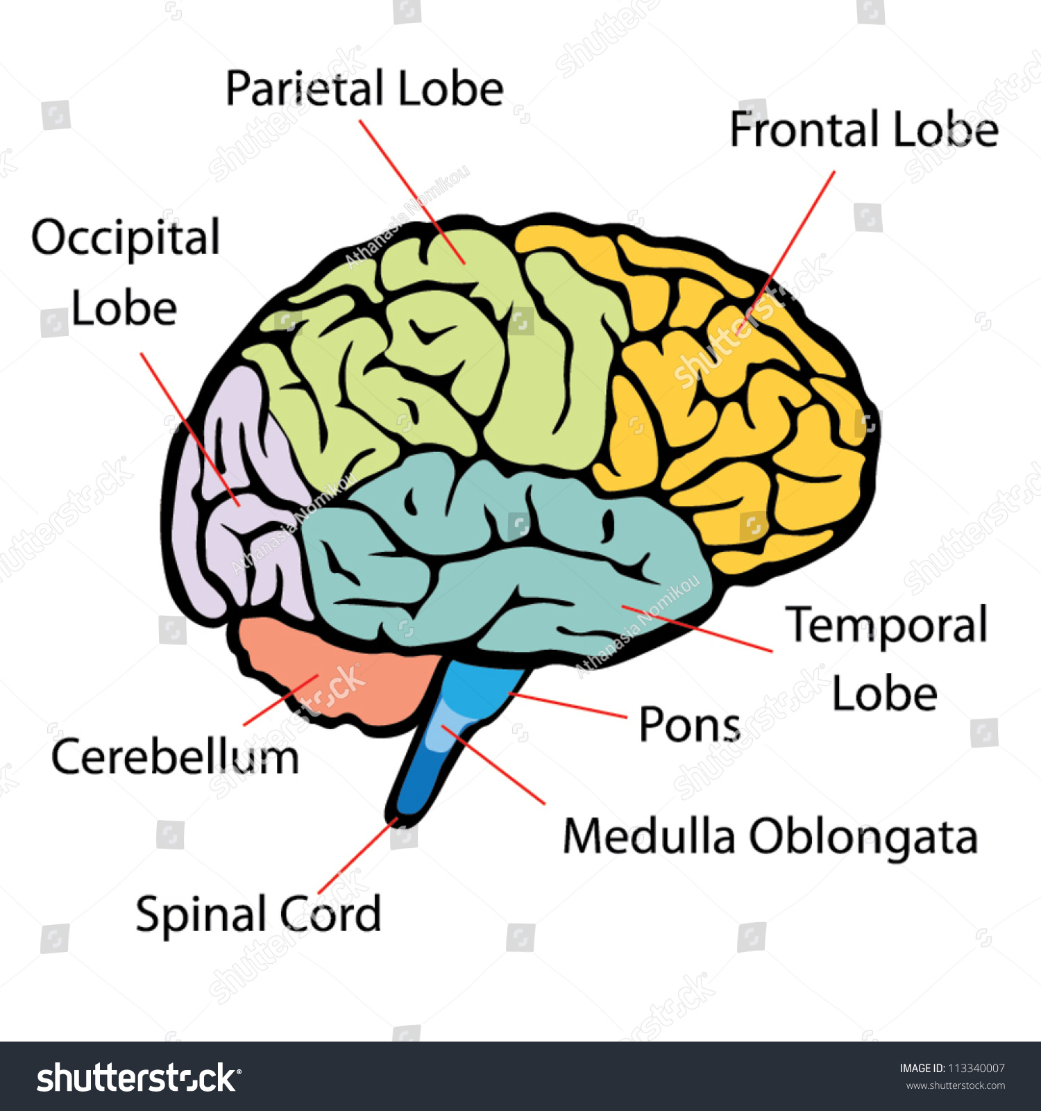 Brain Sections Vector - 113340007 : Shutterstock