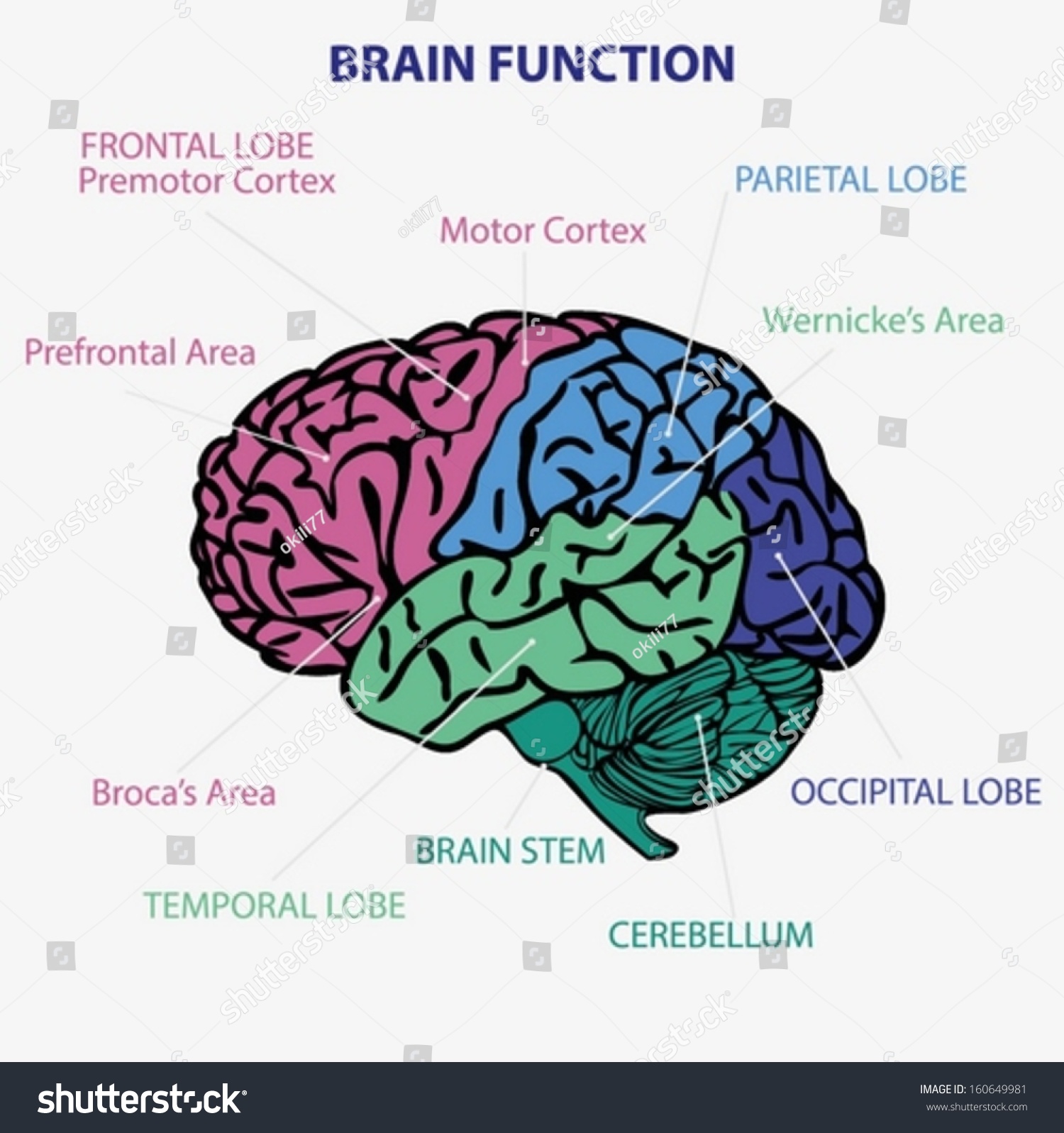 Brain Vector - 160649981 : Shutterstock