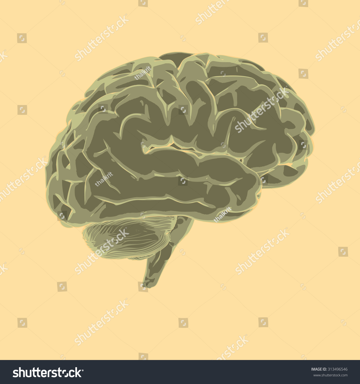 Brain Vector - 313496546 : Shutterstock