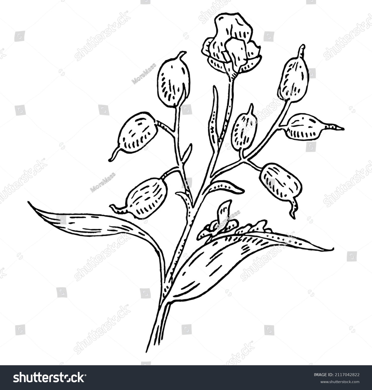 42,961 White cardamom Images, Stock Photos & Vectors | Shutterstock