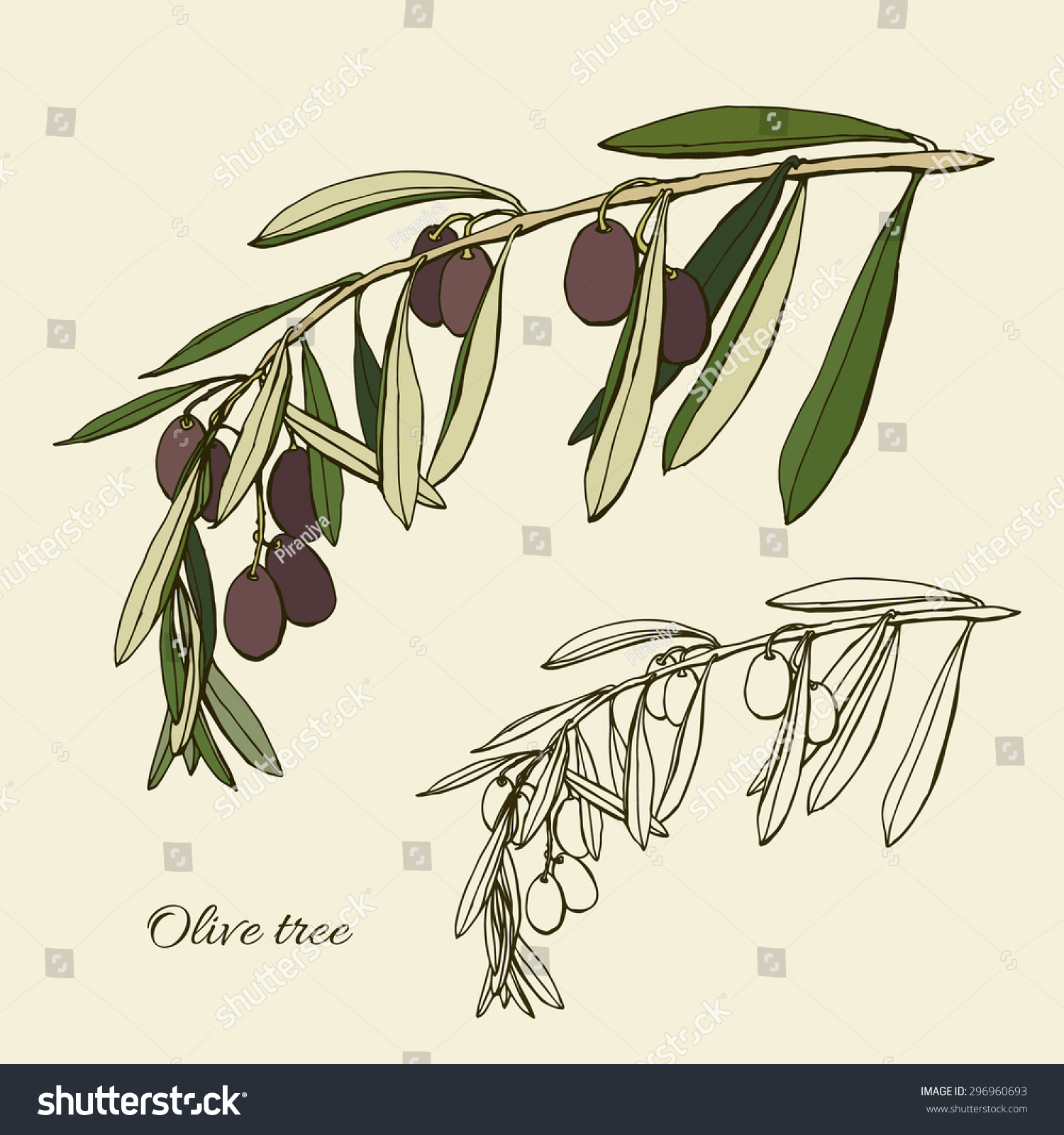 Branch Olive Tree Green Leaves Ripe Stock Vector 296960693 - Shutterstock