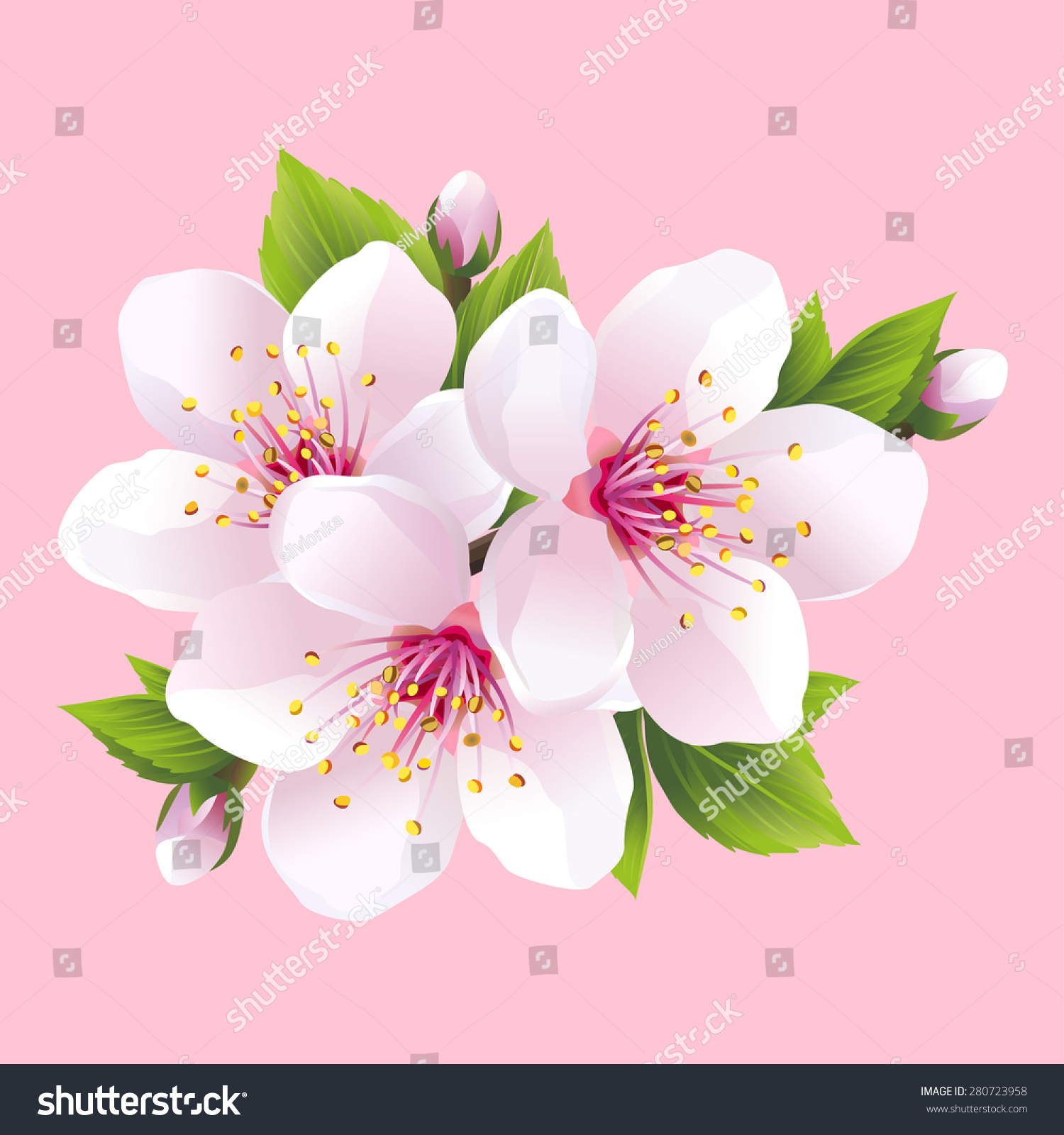 Branch White Blossoming Sakura Japanese Cherry Stock Vector