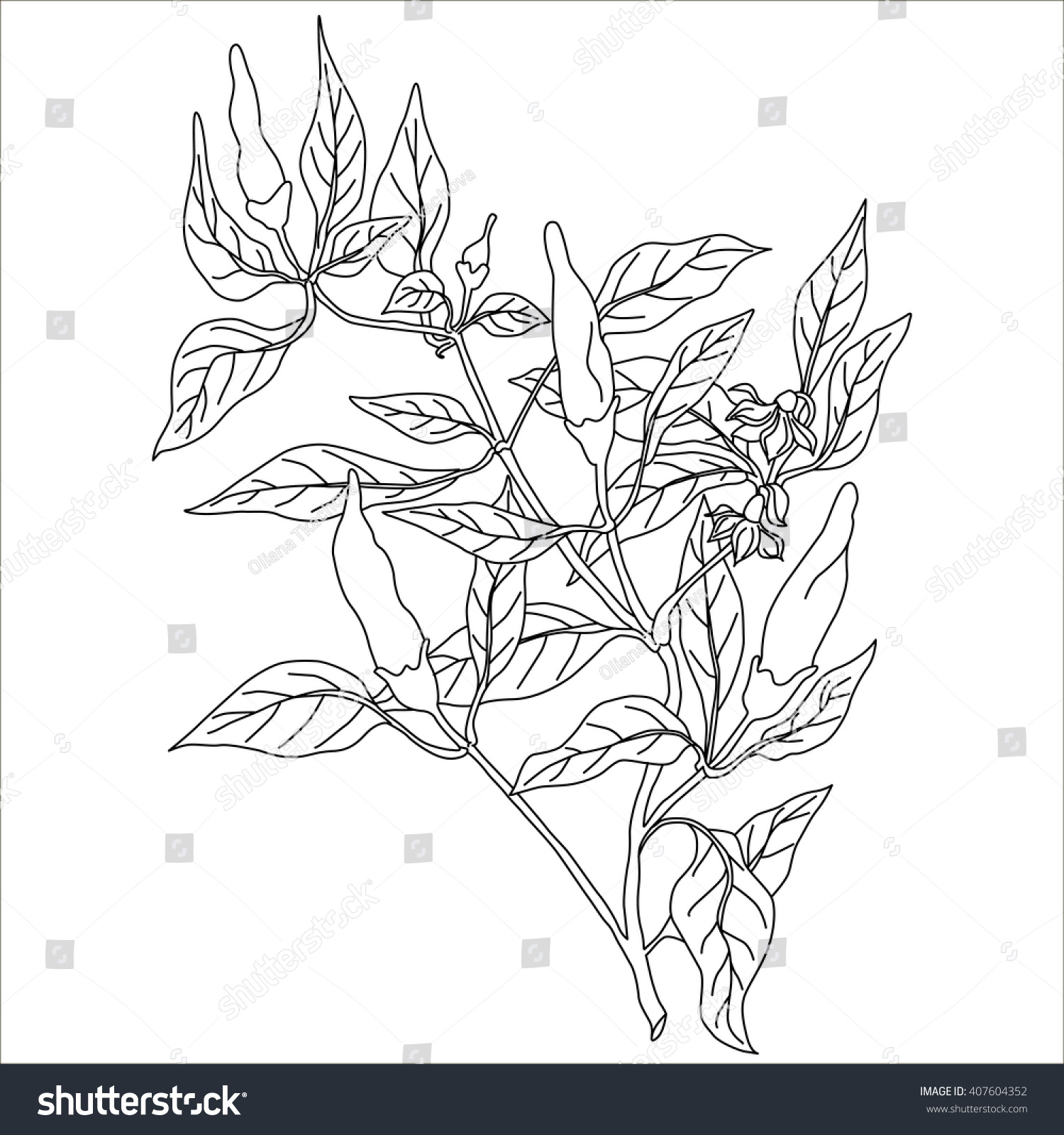 Branch With Chili Peppers And Leaves In Doodle Style. Isolated Vector ...