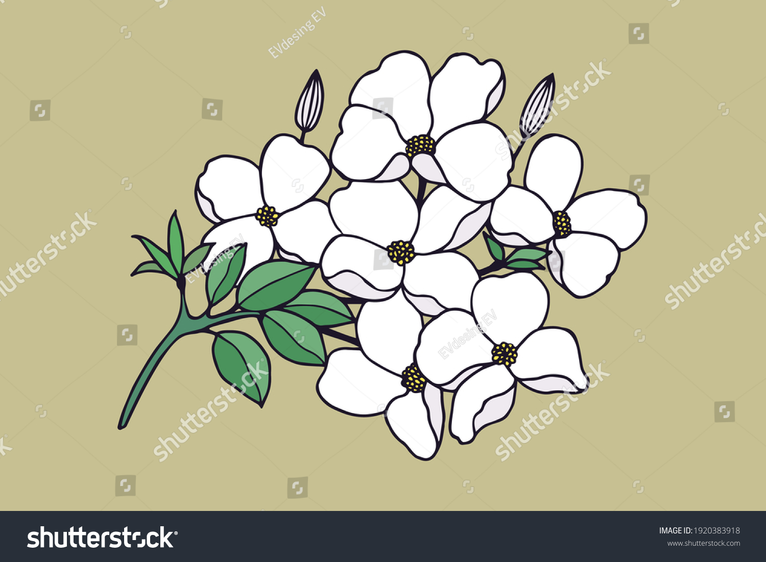 SVG of Branch with flowers. Dogwood. Vector stock illustration eps10.  svg