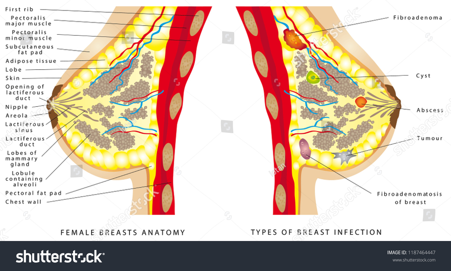 breast-anatomy-female-breast-anatomic-cross-stock-vektorgrafik