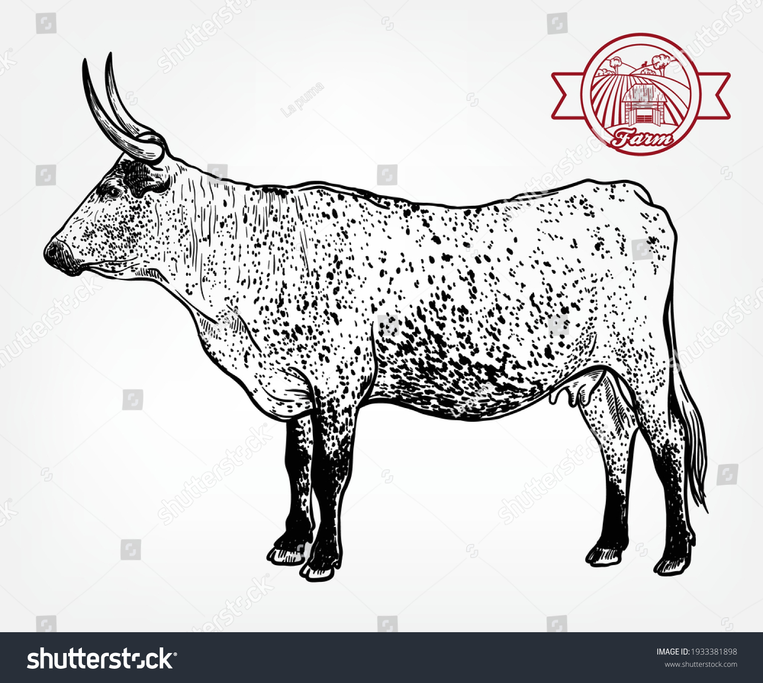 Breeding Cattle Silhouette Grazing Cow Vector Stock Vector Royalty Free