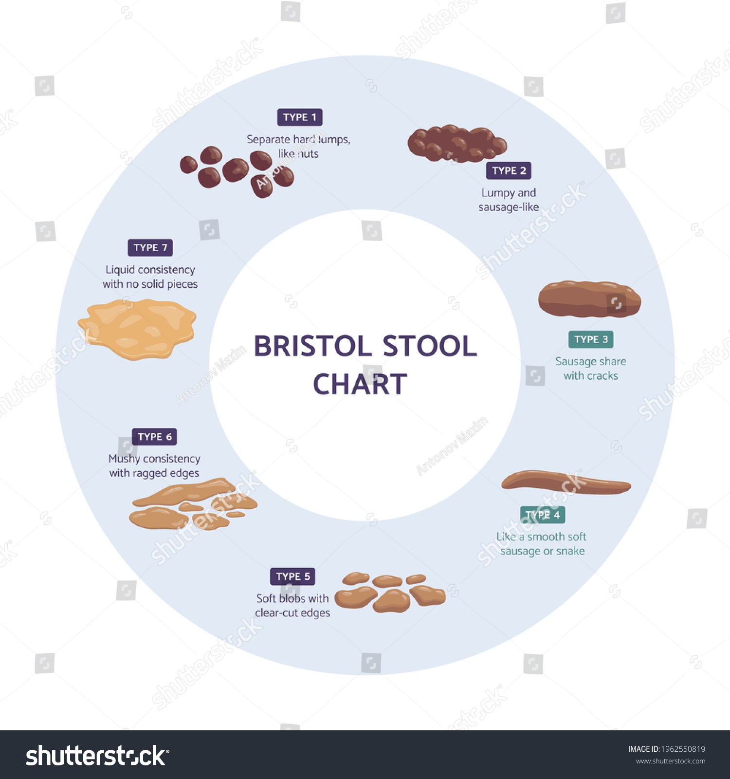 Bristol Stool Chart Infographic Flat Vector Stock Vector (Royalty Free