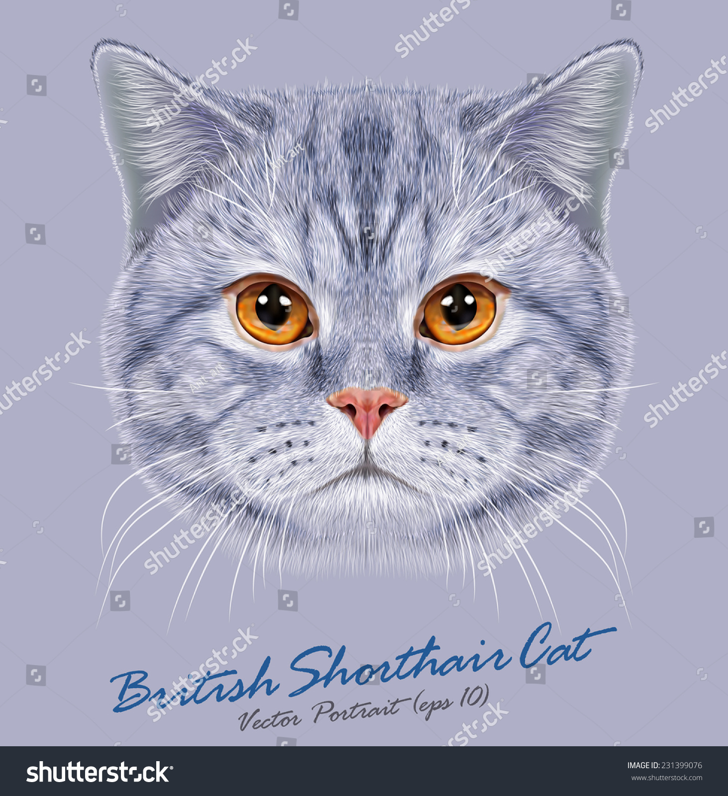 British Shorthair Cat Animal Cute Face Stock Vector Royalty Free