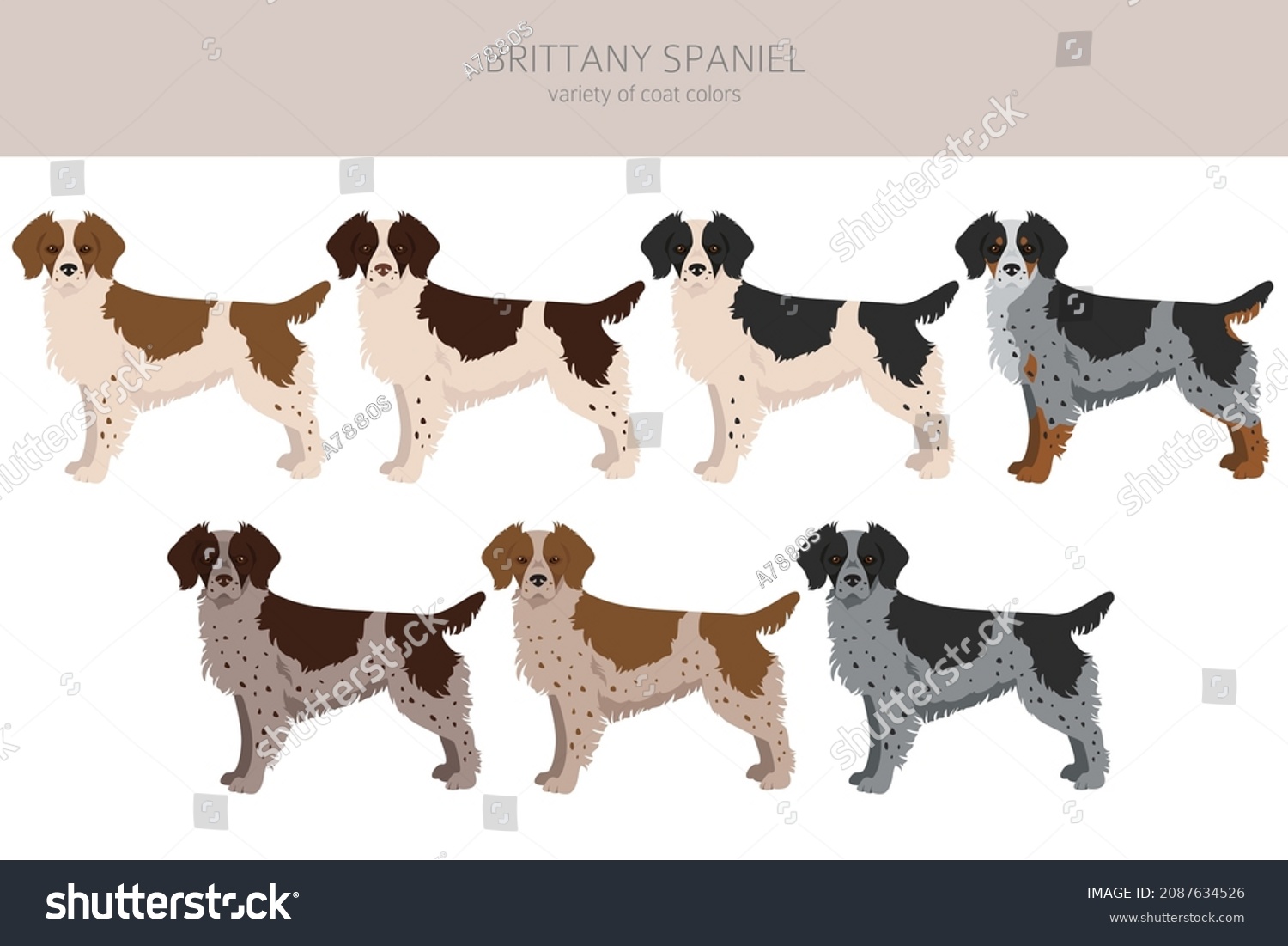 Brittany Spaneil Color Varieties Clipart Different Stock Vector ...