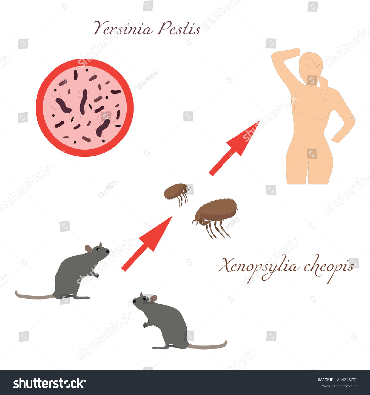 Bubonic Plague Path Infection Dangerous Disease Stock Vector (Royalty ...