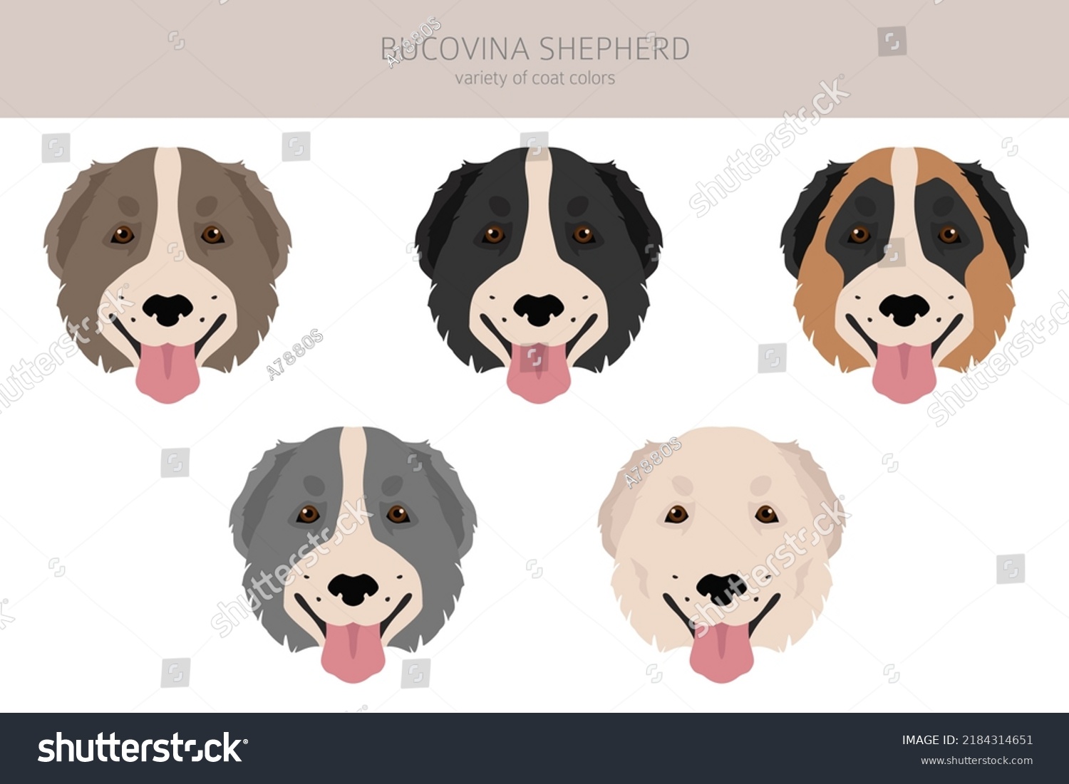 SVG of Bucovina shepherd clipart. Different coat colors and poses set.  Vector illustration svg