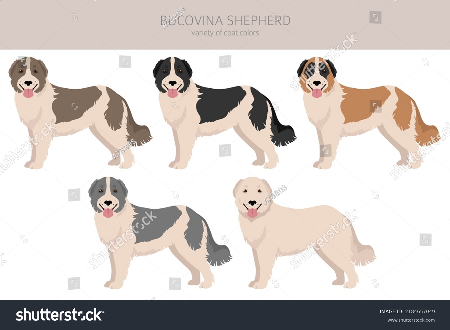 SVG of Bucovina shepherd clipart. Different coat colors and poses set.  Vector illustration svg