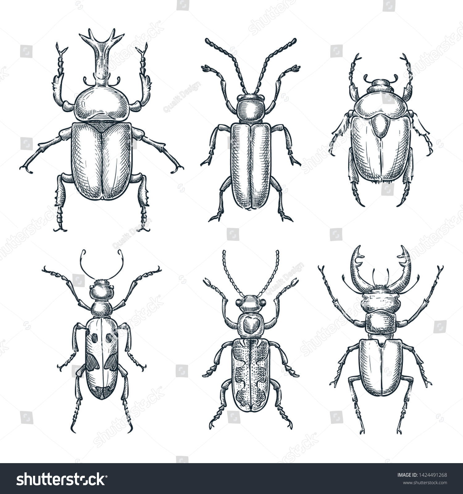 Bugs Beetles Set Vector Sketch Hand Stock Vector (Royalty Free) 1424491268